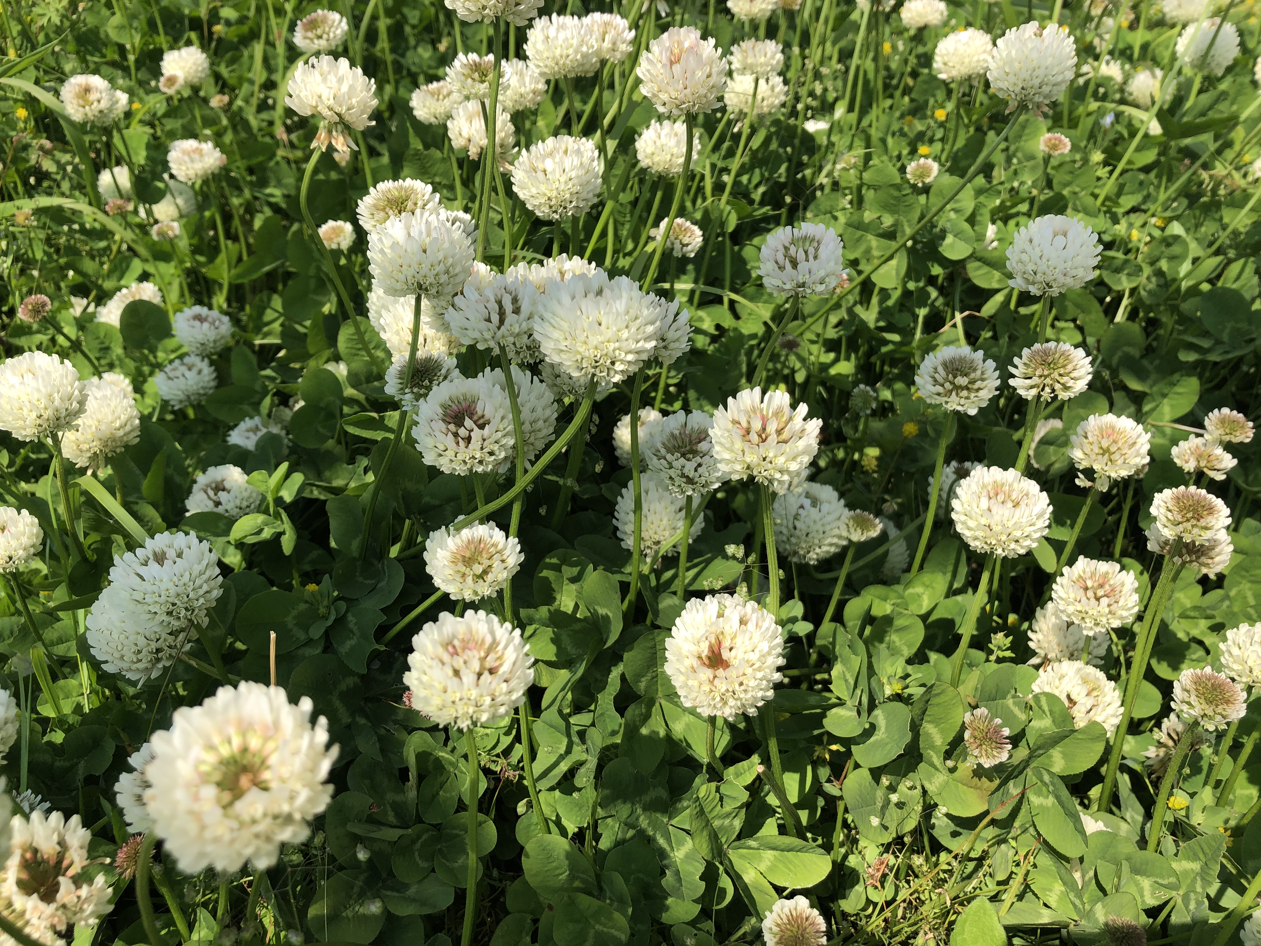 お散歩で発見 野の花 どのくらい知ってる Kidsdo Mama Plus